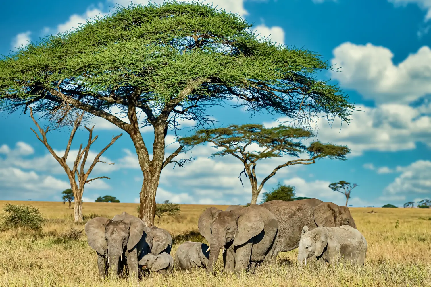 Uganda Landscape