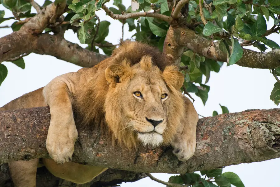 lion