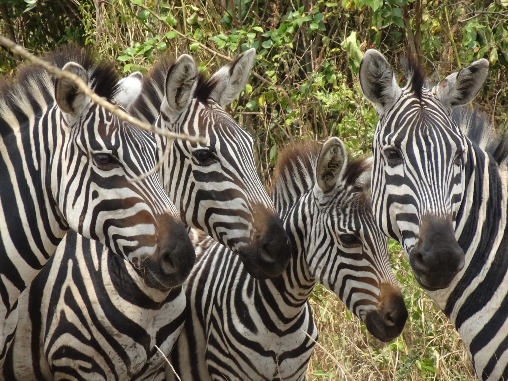 zebras